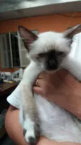 gatinhos filhotes