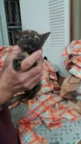 gatinhos filhotes