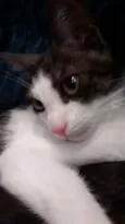 gatinhos filhotes