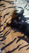 gatinhos filhotes