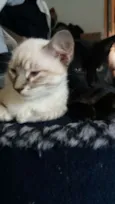 gatinhos filhotes