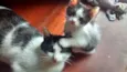 gatinhos filhotes