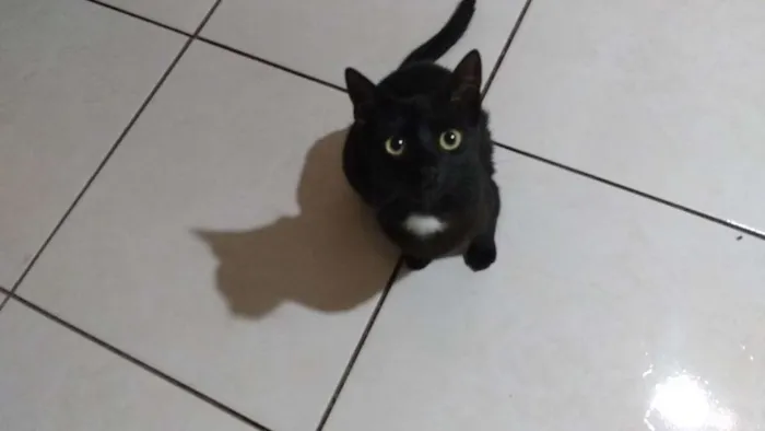 Gato raça Srdefinida idade 1 ano nome Natasha