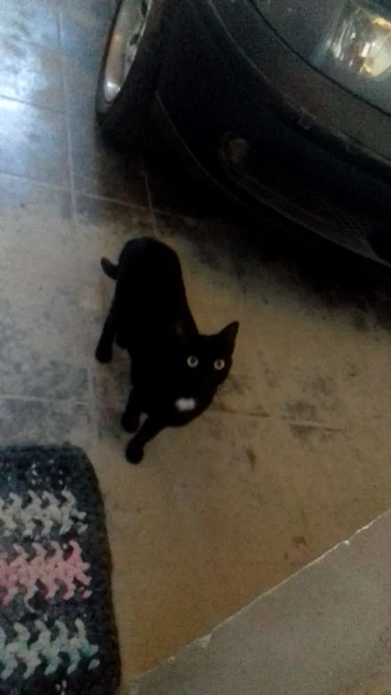 Gato raça Srdefinida idade 1 ano nome Natasha