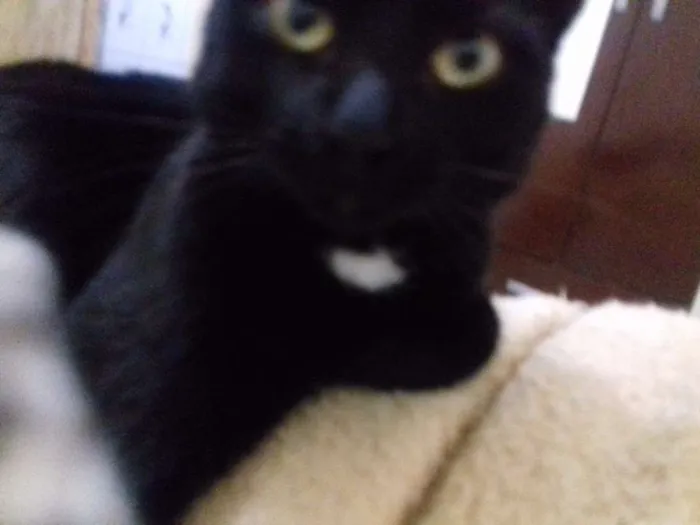 Gato raça Srdefinida idade 1 ano nome Natasha