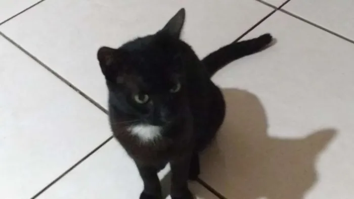Gato raça Srdefinida idade 1 ano nome Natasha