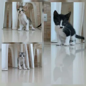 Gato raça  idade Abaixo de 2 meses nome Lili, Nina, mia