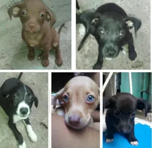 Cachorro raça  idade 2 a 6 meses nome s/nome