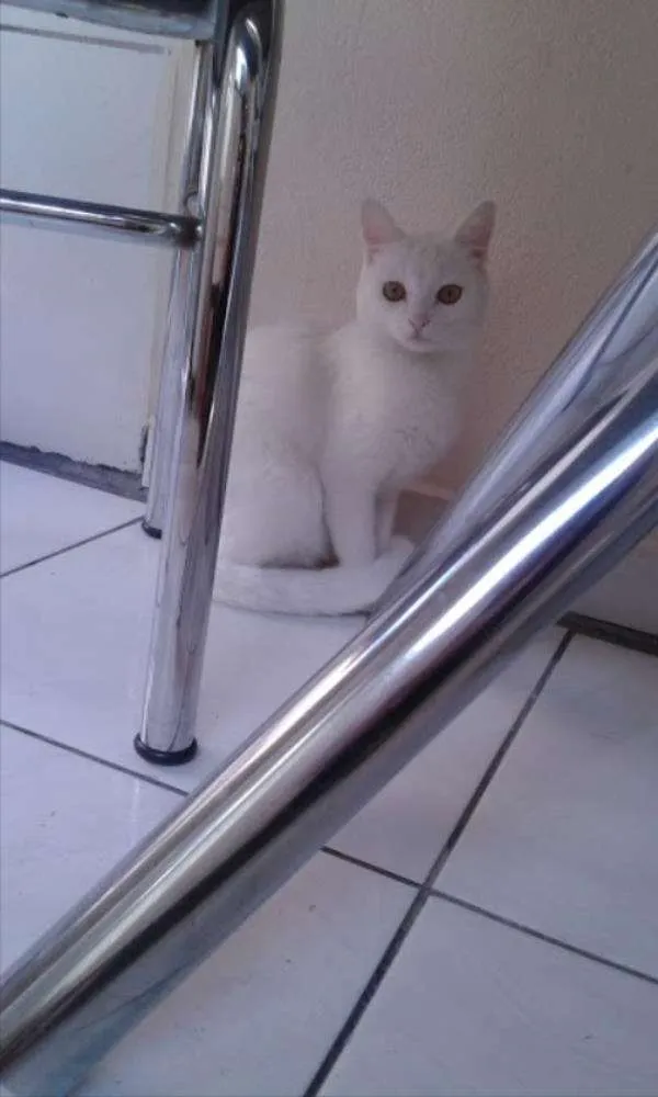 Gato ra a Mestiça idade 1 ano nome Mily