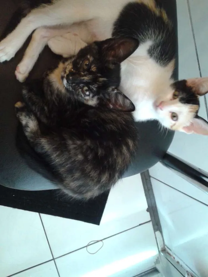 Gato ra a Mestiça idade 2 a 6 meses nome Florzinha e Fumaça