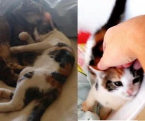 Gato raça Srd idade 7 a 11 meses nome Mike