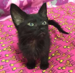 Gato raça srd idade 2 a 6 meses nome trufa