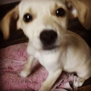 Cachorro raça mestiços idade Abaixo de 2 meses nome Filhotes Alegria