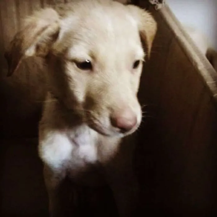 Cachorro ra a mestiços idade Abaixo de 2 meses nome Filhotes Alegria