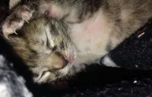 Gato raça  idade Abaixo de 2 meses nome Luna