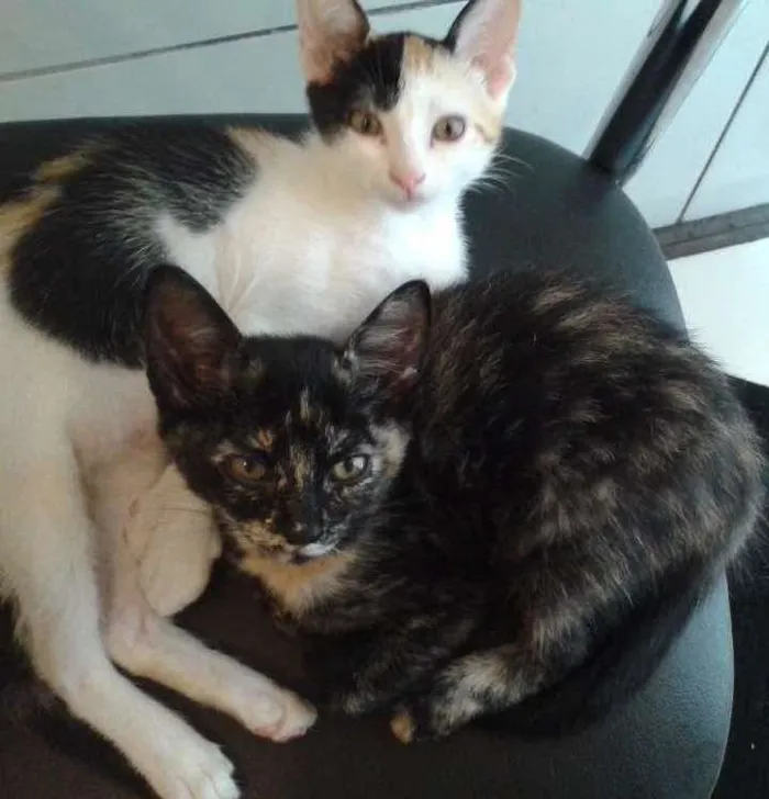 Gato ra a Mestiça idade 2 a 6 meses nome Florzinha e Fumaça