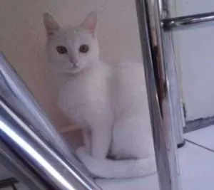 Gato raça Mestiça idade 1 ano nome Mily