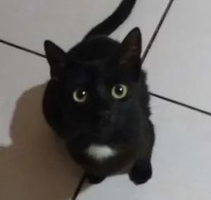 Gato raça Srdefinida idade 1 ano nome Natasha