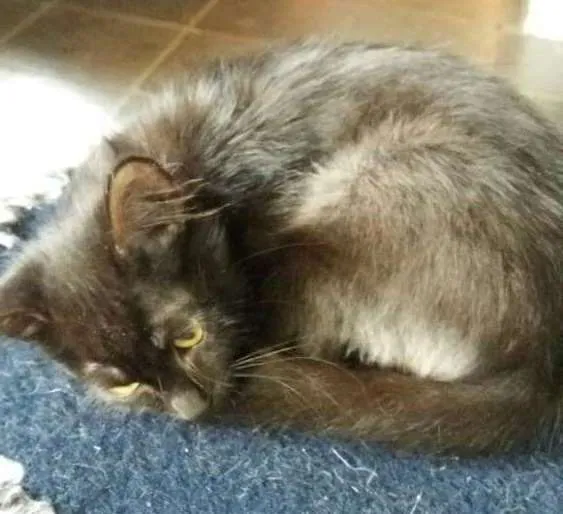 Gato ra a srd idade 2 a 6 meses nome gatinhos filhotes 
