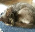 gatinhos filhotes