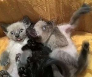 Gato raça srd e siamês  idade Abaixo de 2 meses nome feijucatorresmofarof