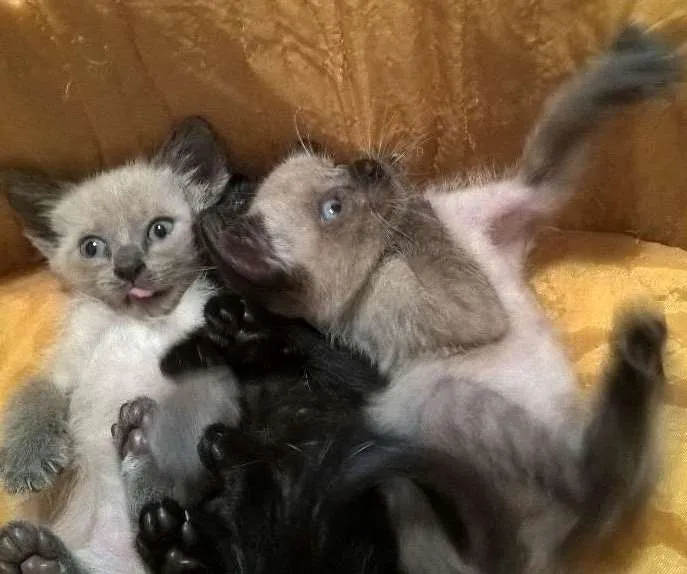 Gato ra a srd e siamês  idade Abaixo de 2 meses nome feijucatorresmofarof