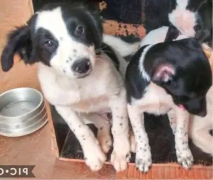 Cachorro raça Srd idade 2 a 6 meses nome Sem nome