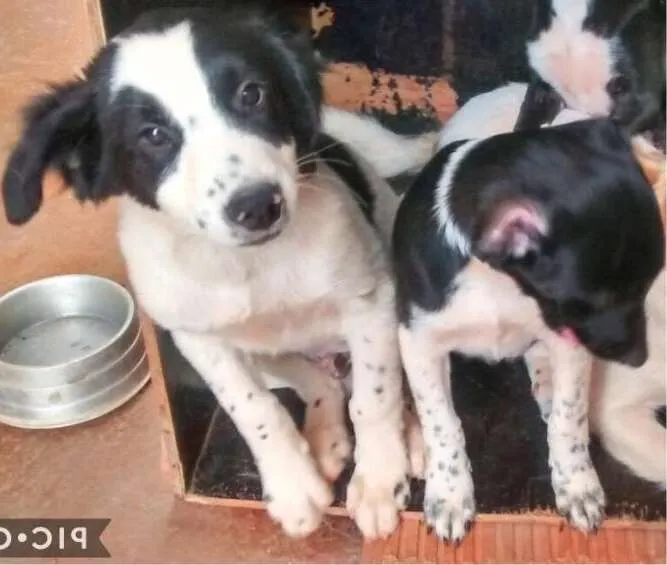 Cachorro ra a Srd idade 2 a 6 meses nome Sem nome