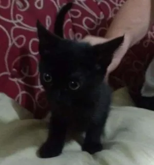Gato raça Não sei idade 2 a 6 meses nome Pretinha