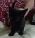 Pretinha