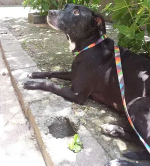 Cachorro raça SRD idade 3 anos nome Preta
