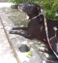 Cachorro raça SRD idade 3 anos nome Preta