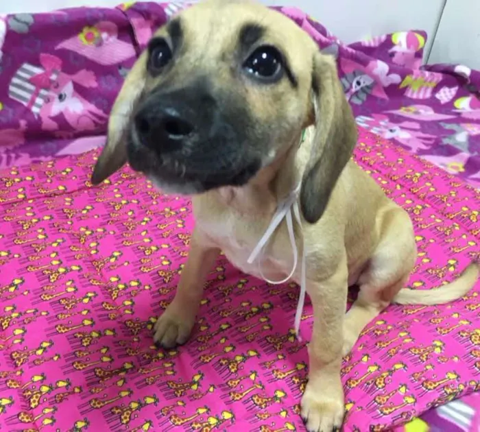 Cachorro ra a SRD idade 2 a 6 meses nome MARAISA