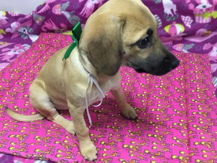 Cachorro ra a SRD idade 2 a 6 meses nome MARAISA