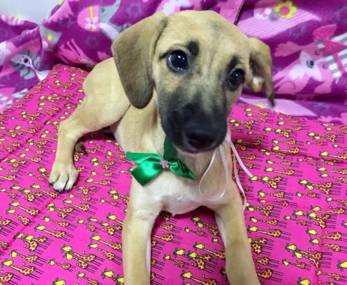 Cachorro ra a SRD idade 2 a 6 meses nome MARAISA
