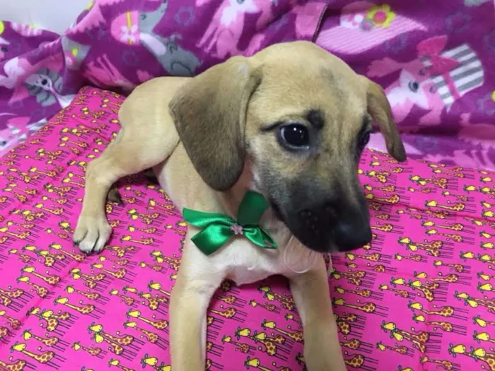 Cachorro ra a SRD idade 2 a 6 meses nome MARAISA