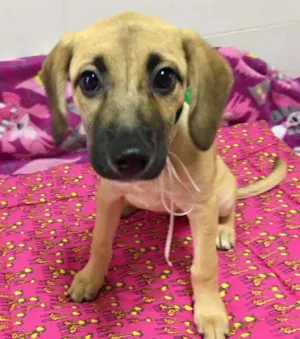 Cachorro raça SRD idade 2 a 6 meses nome MARAISA