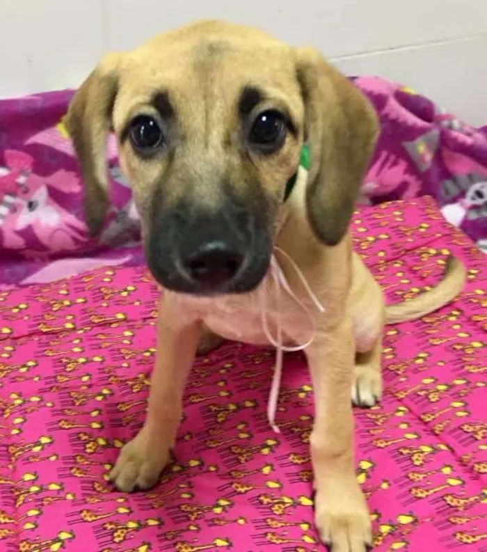 Cachorro ra a SRD idade 2 a 6 meses nome MARAISA