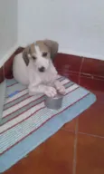 pipoca