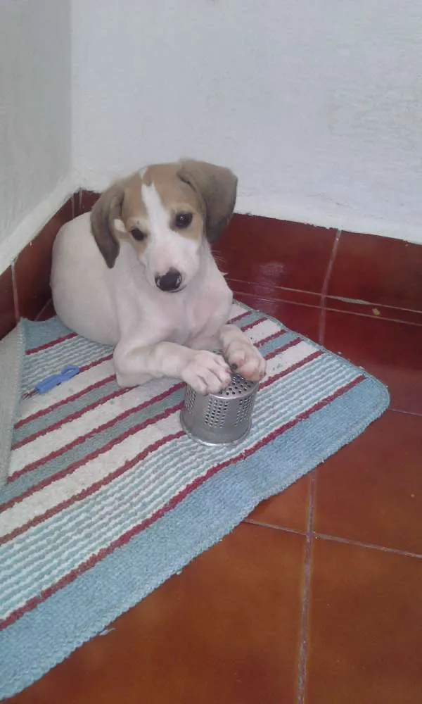 Cachorro ra a não e de raça idade 2 a 6 meses nome pipoca