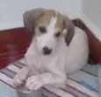 pipoca