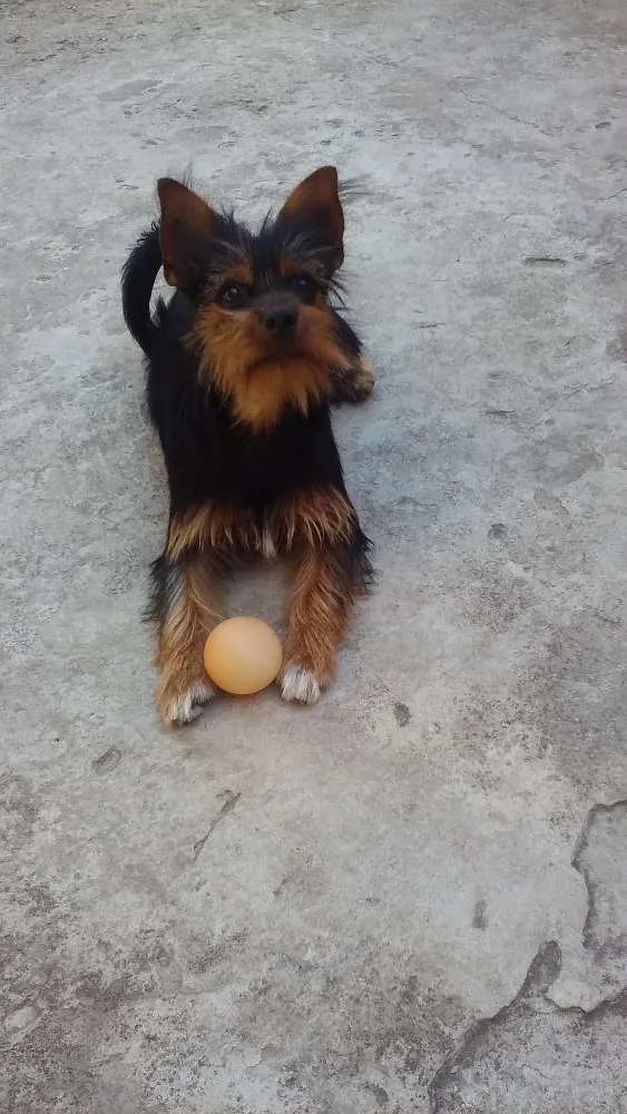 Cachorro ra a misturada idade 1 ano nome amora 