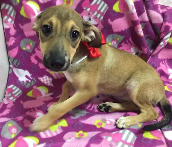 Cachorro ra a SRD idade 2 a 6 meses nome MAIARA