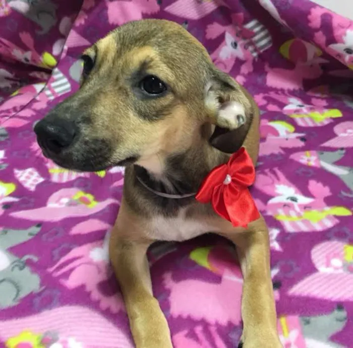 Cachorro ra a SRD idade 2 a 6 meses nome MAIARA