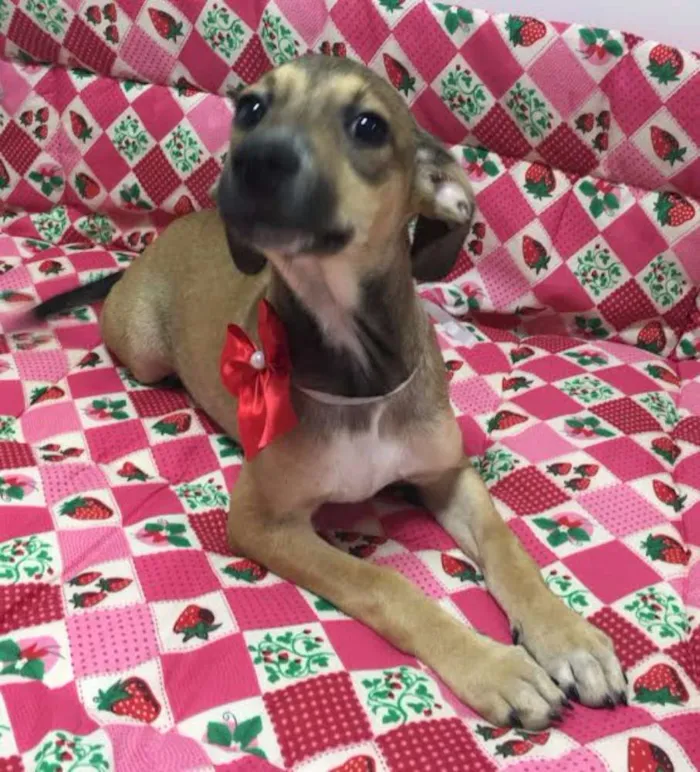 Cachorro ra a SRD idade 2 a 6 meses nome MAIARA