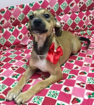 Cachorro raça SRD idade 2 a 6 meses nome MAIARA