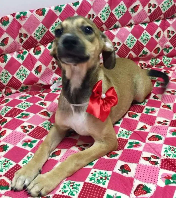 Cachorro ra a SRD idade 2 a 6 meses nome MAIARA
