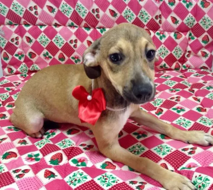Cachorro ra a SRD idade 2 a 6 meses nome MAIARA
