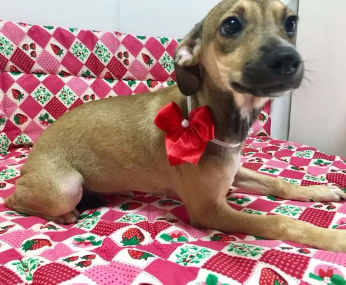 Cachorro ra a SRD idade 2 a 6 meses nome MAIARA