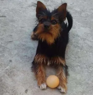 Cachorro raça misturada idade 1 ano nome amora 